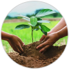 pro-tree-plantation